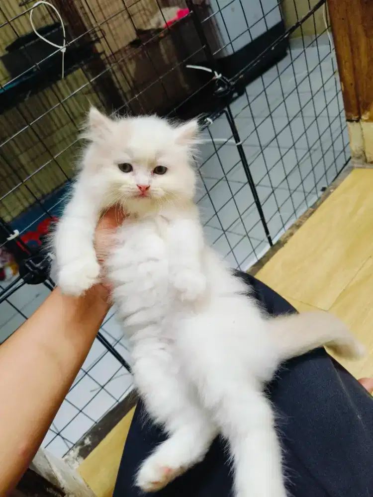 Kitten Persia jantan