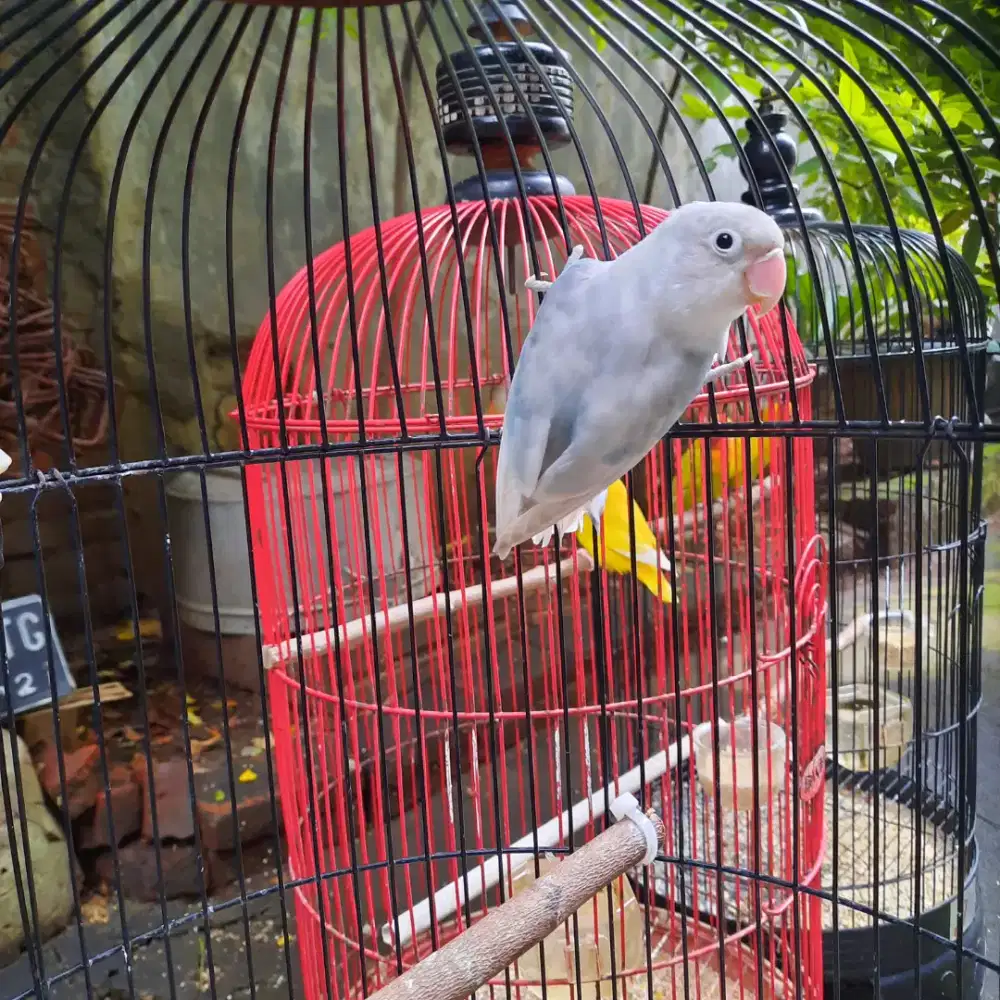 Lovebird betina aktif dan bagus