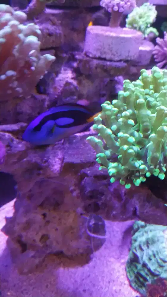 Dori blue tang size M