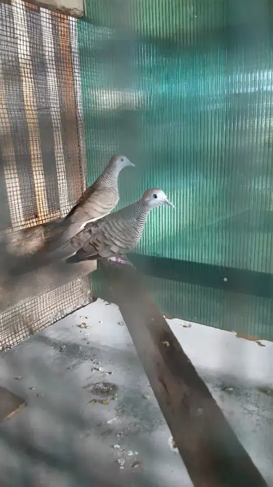Burung perkutut kres bangkok