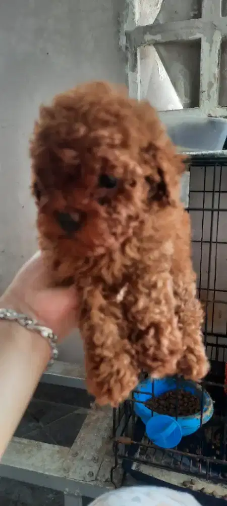Poodle jantan betina 2 bulan