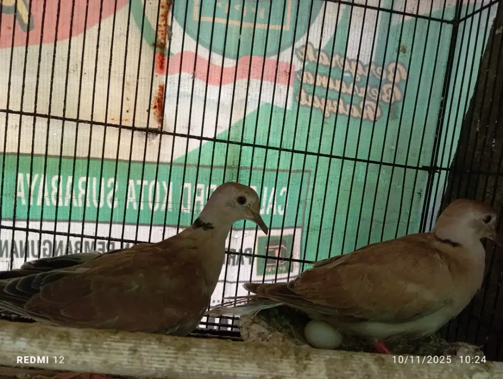 Burung Puter sepasang