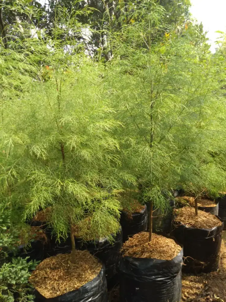 Menjual tanaman Cemara balon