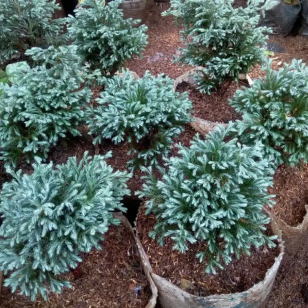 Cemara perak polibek besar