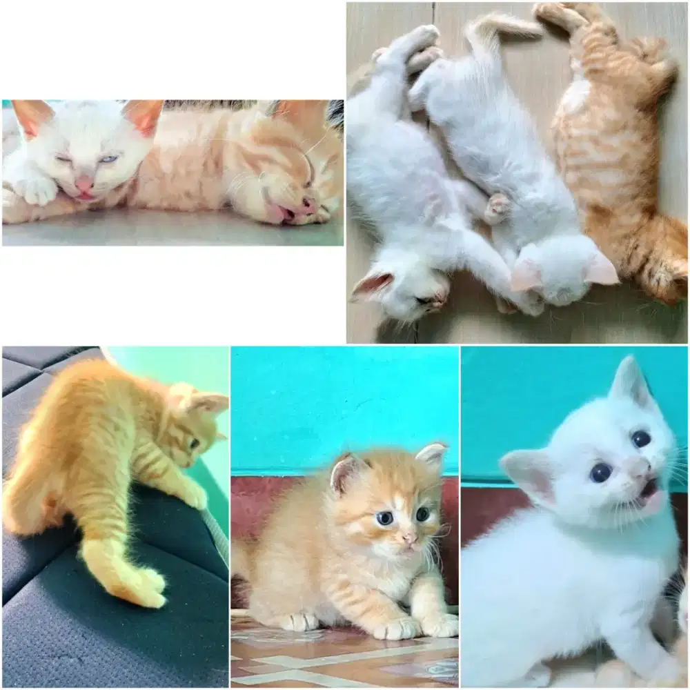 Adopsi Kucing Solo Raya