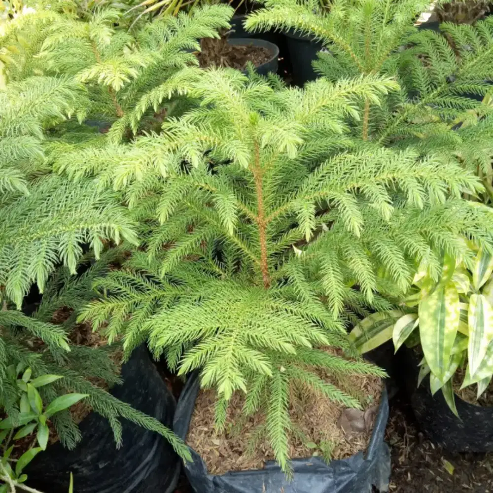 Cemara marpok UK 50cm