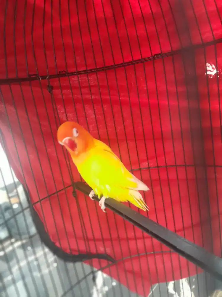 Burung lovebird Lutino MM