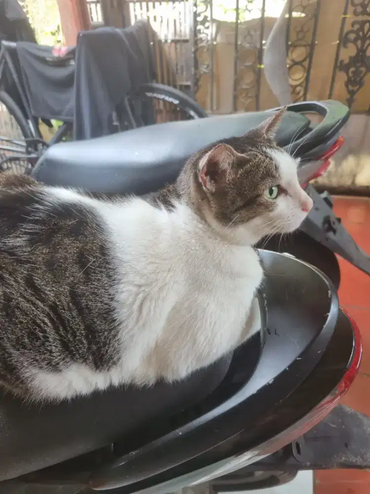 Dicari Pria wanita single Merawat Anjing Kucing