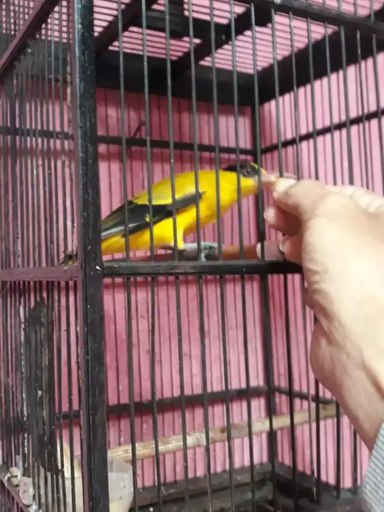 Kepodang mas priangan jinak bunyi