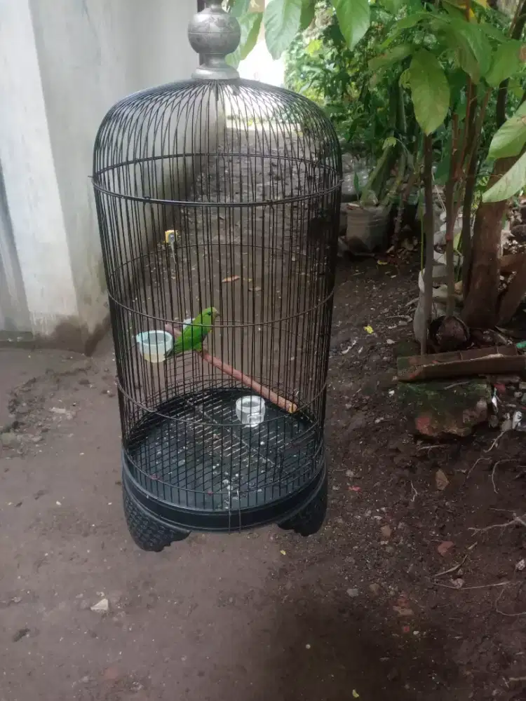 Masteran bagus SD gacor