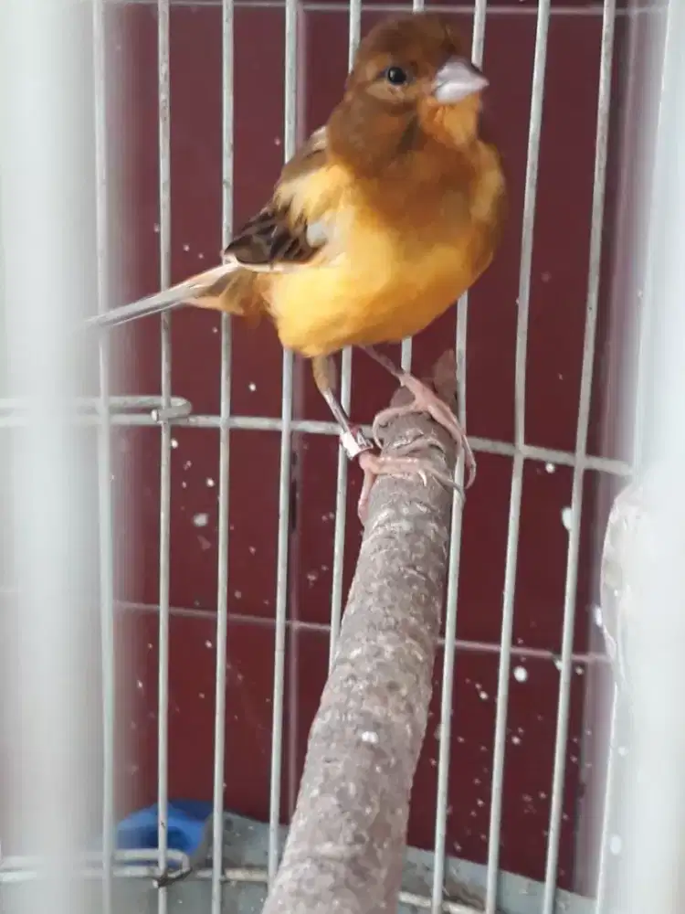 Kenari bon lokal gacor cor