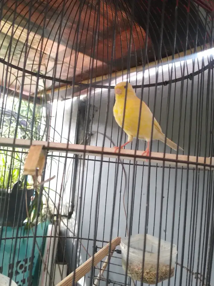 Kenari loper fullset gacor bisa kirim-kirim