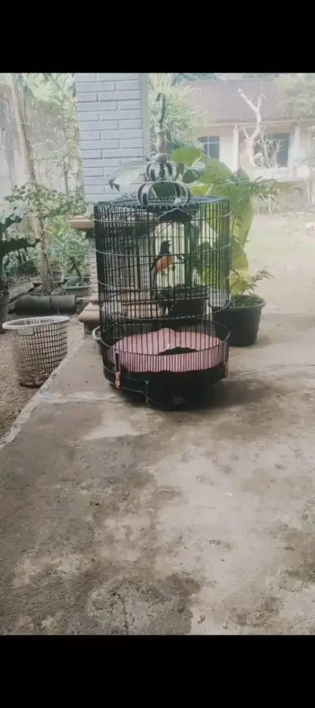 Murai full gembung,pernah prestasi jarang di mainkan