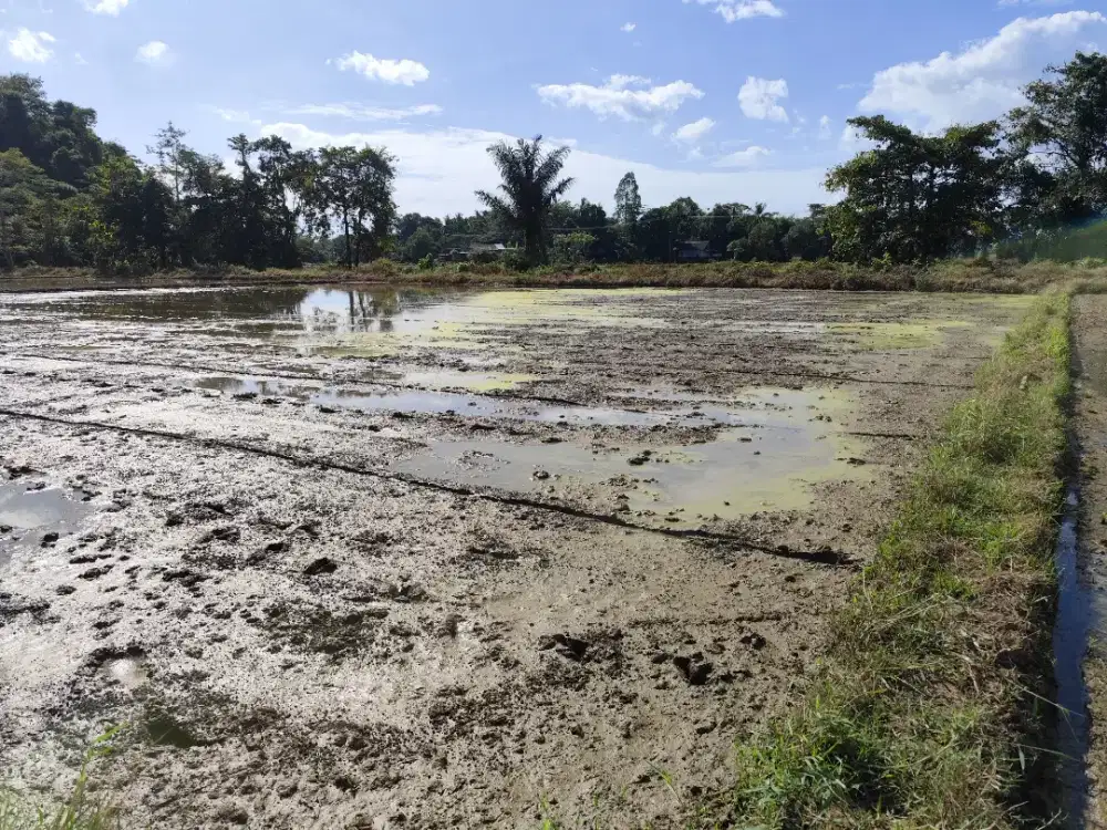 Sawah segeri pangkep