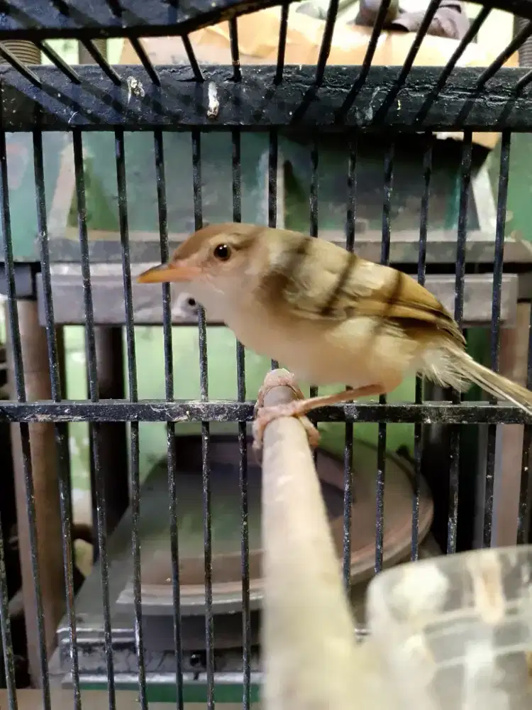 Ciblek sawah anakan jantan burja