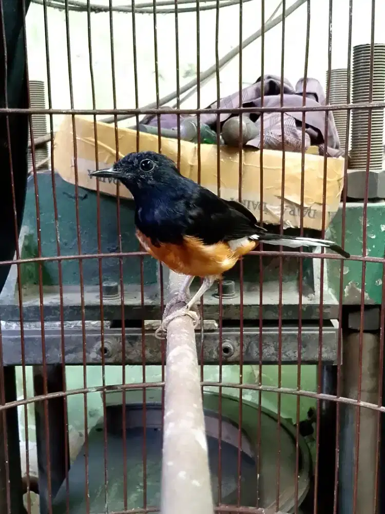 Murai hutan mapan 2x mabung