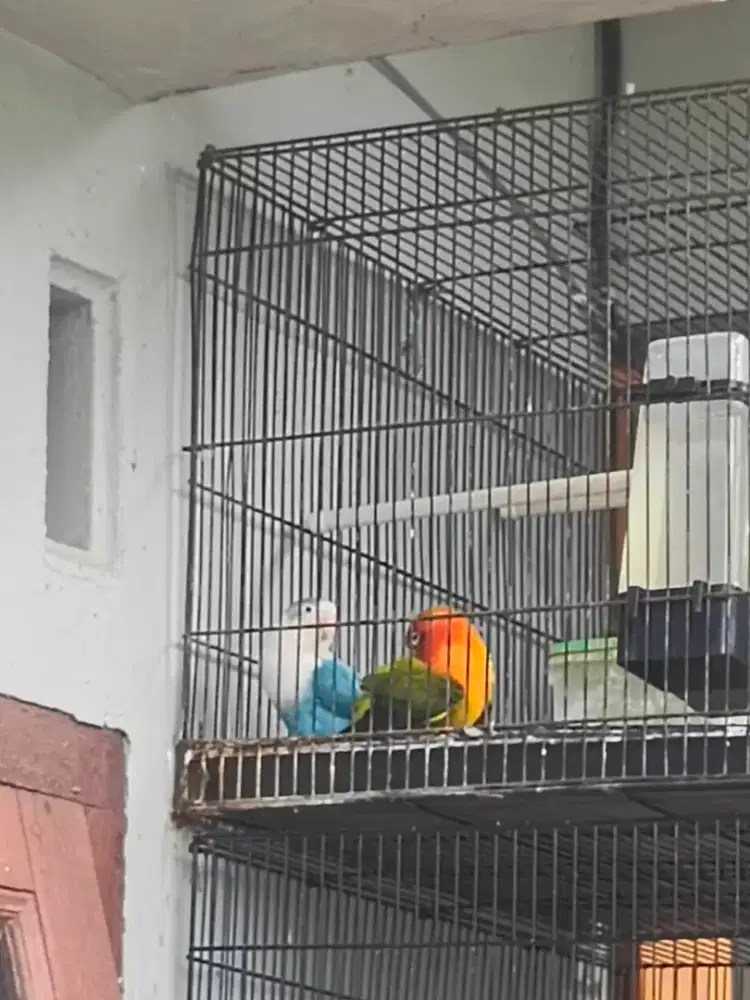 Sepasang Indukan Burung Lovebird Produksi