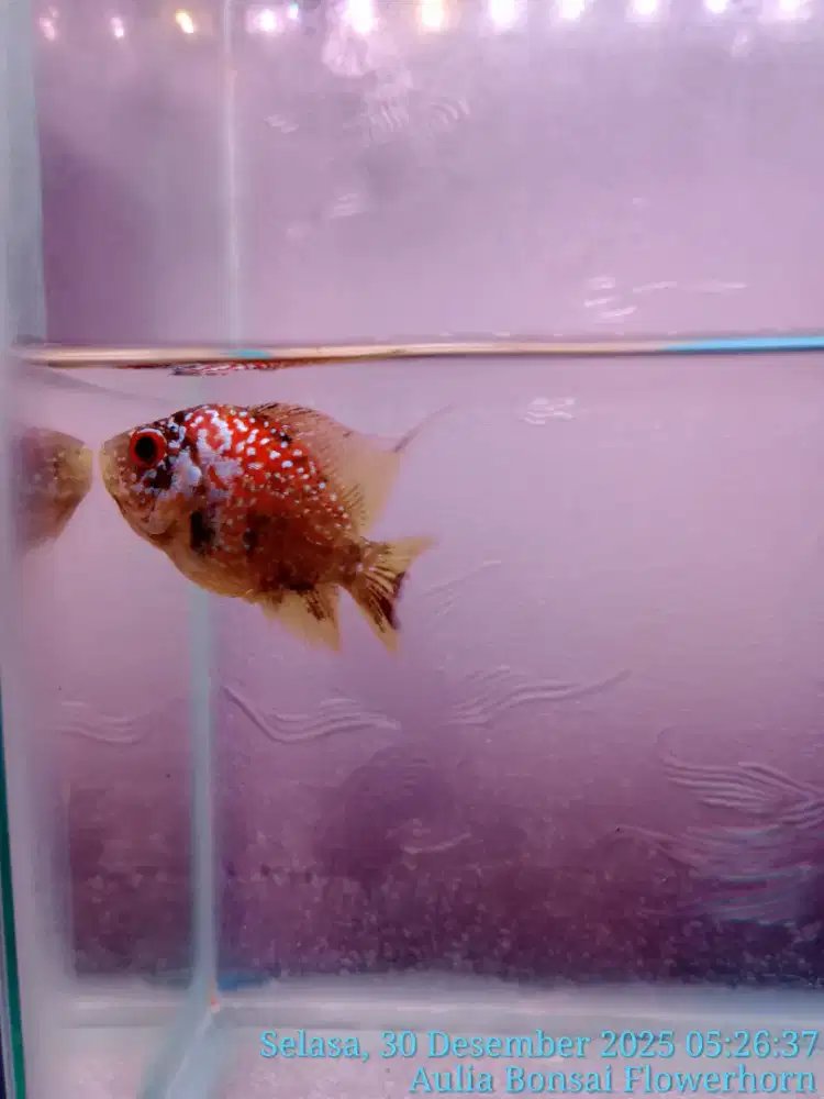 Ikan louhan Golden base betina