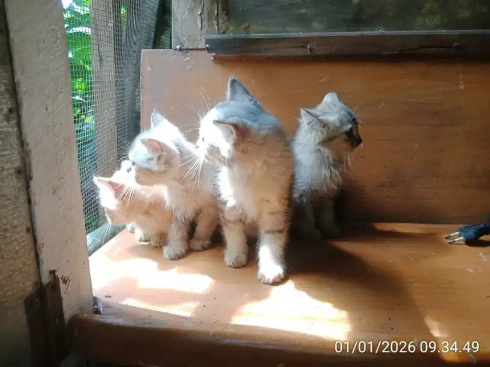 Kucing persia (kitten)