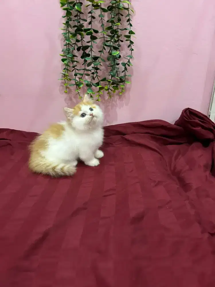 Munchkin Longhair Jantan