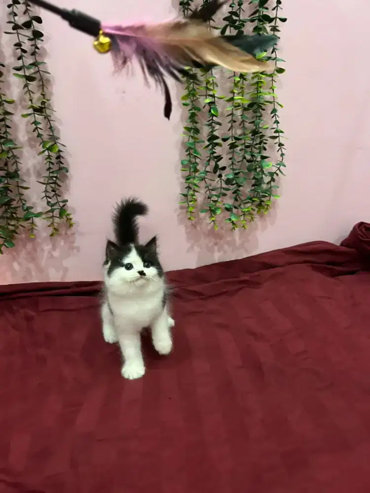 Munchkin Non Standar / Kaki Panjang Betina