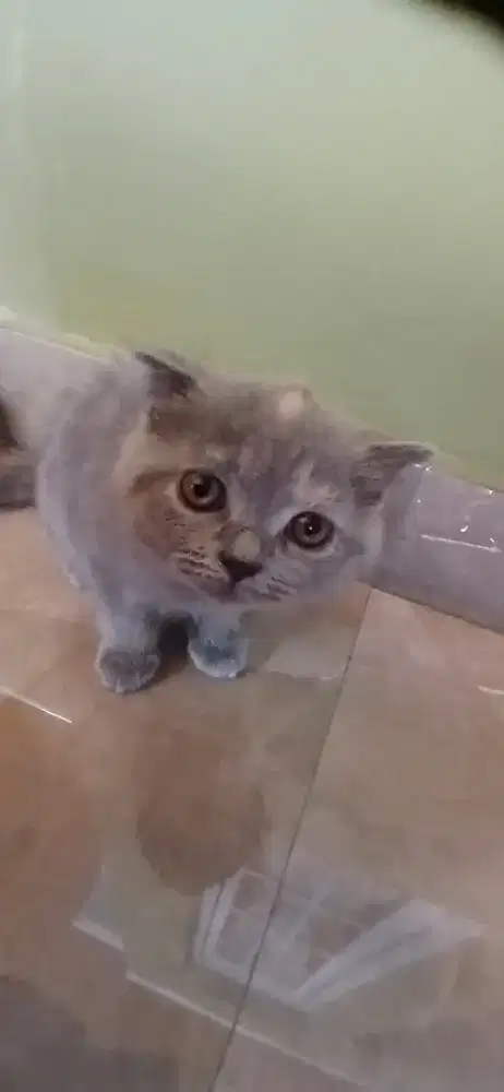 Adop kitten bermahar harga 2 ekor