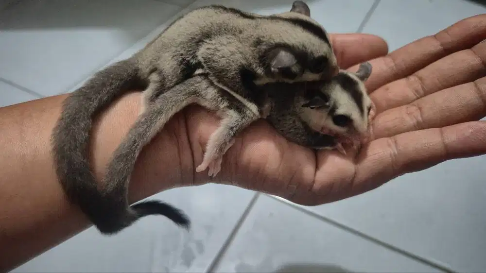 Sugar Glider Joey