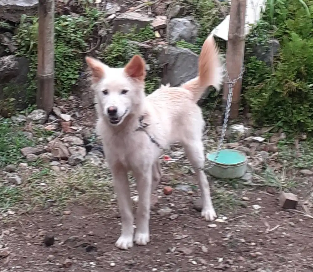 Anjing mix kintamani bali  umur lebih kurang 9 bln