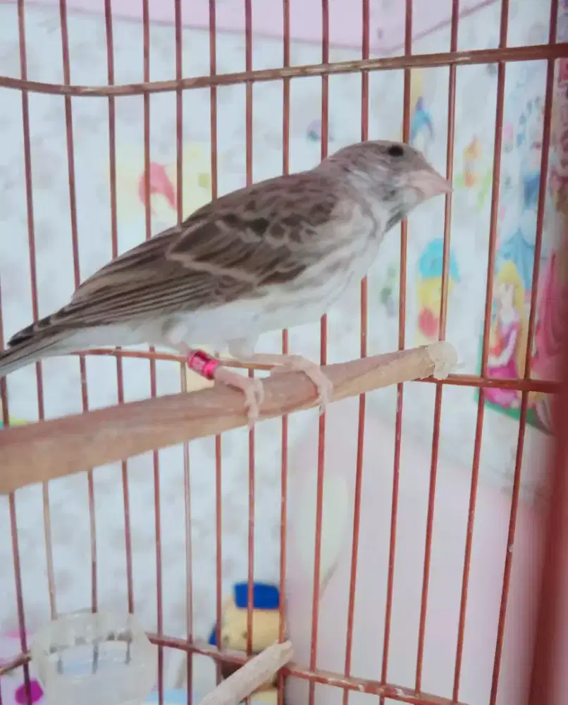 Blacksang jantan Gacor lagu Top