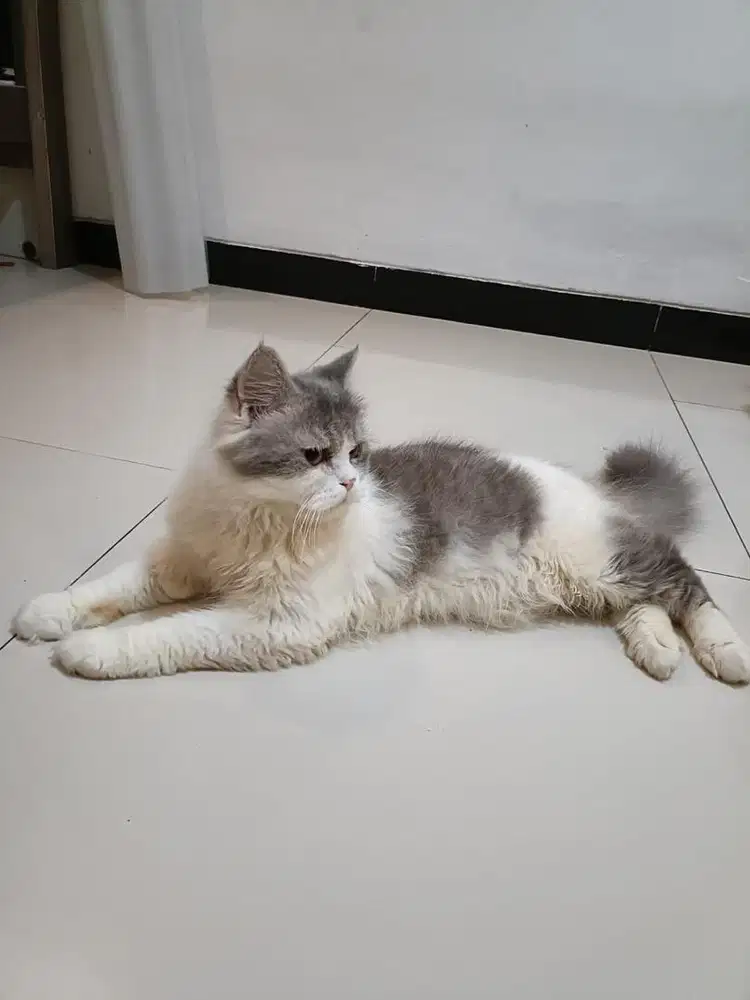 Persia Jantan Flatnose