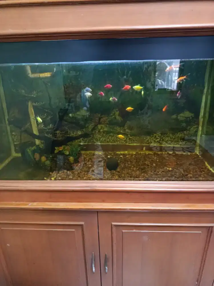 Aquarium ikan kayu jati