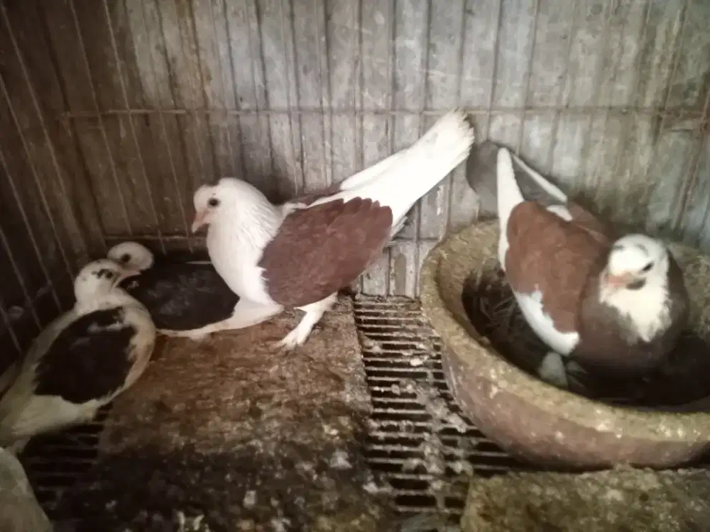 Merpati sepasang blantong jembros