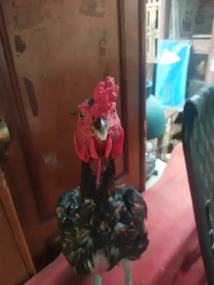 AYAM BANGKOK MANGON SS