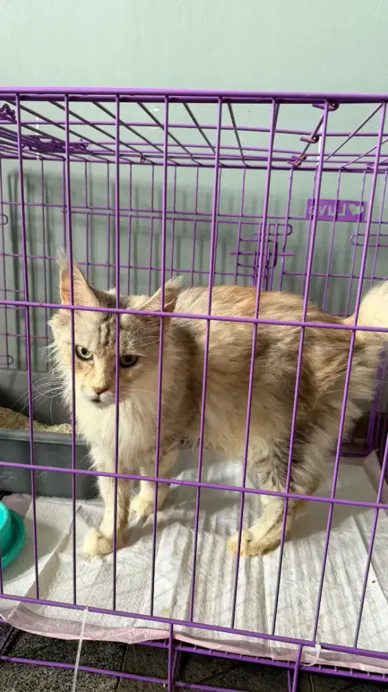 Mainecoon betina 5 tahun