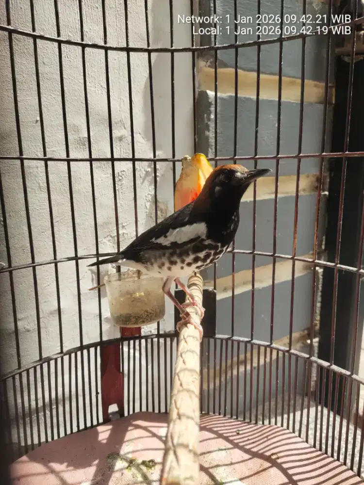 Burung anis kembang mulus no minus.fulset