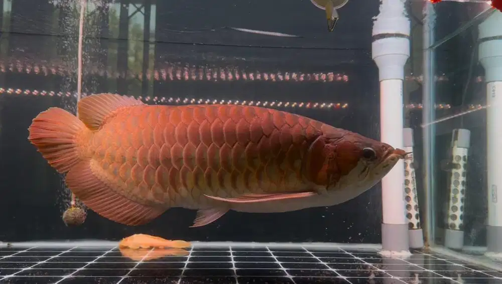 Ikan Arwana SR Super Red 60cm up Sumo