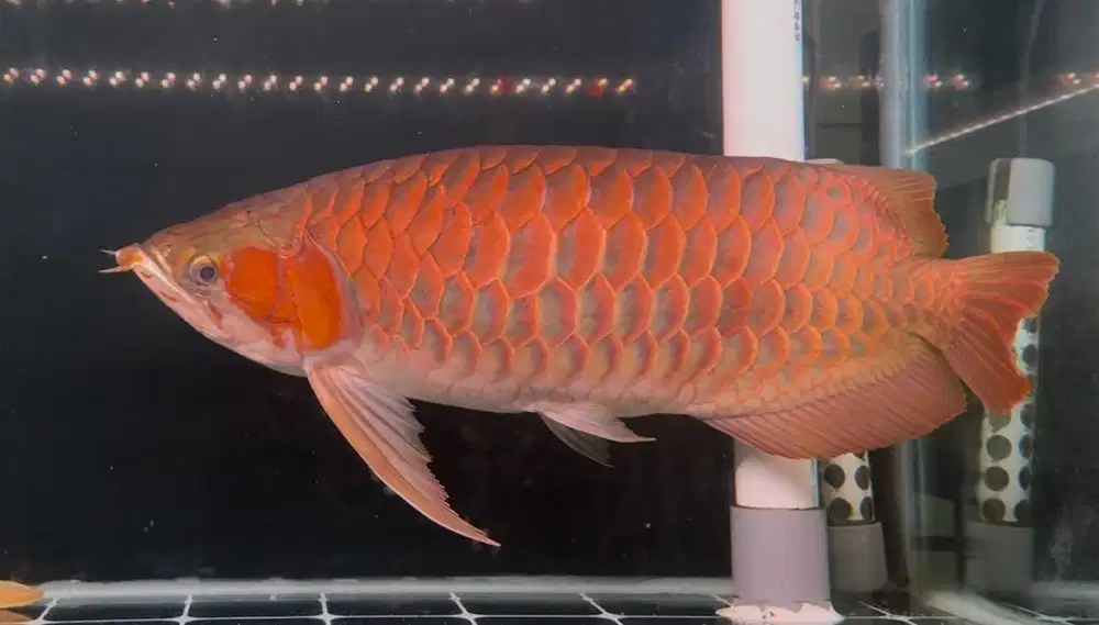 Ikan Arwana SR Super Red 60cm up Sumo