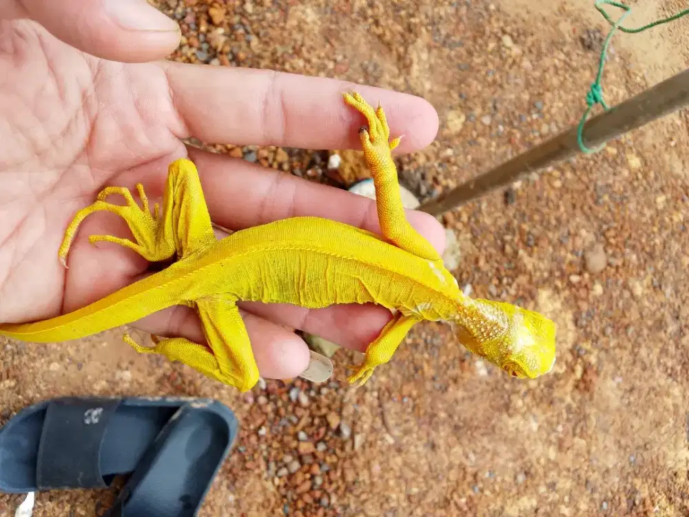 Iguana albino beminus