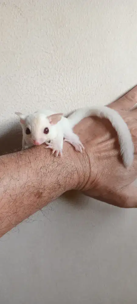 SUGAR GLIDER WHITE CREAMINO JANTAN