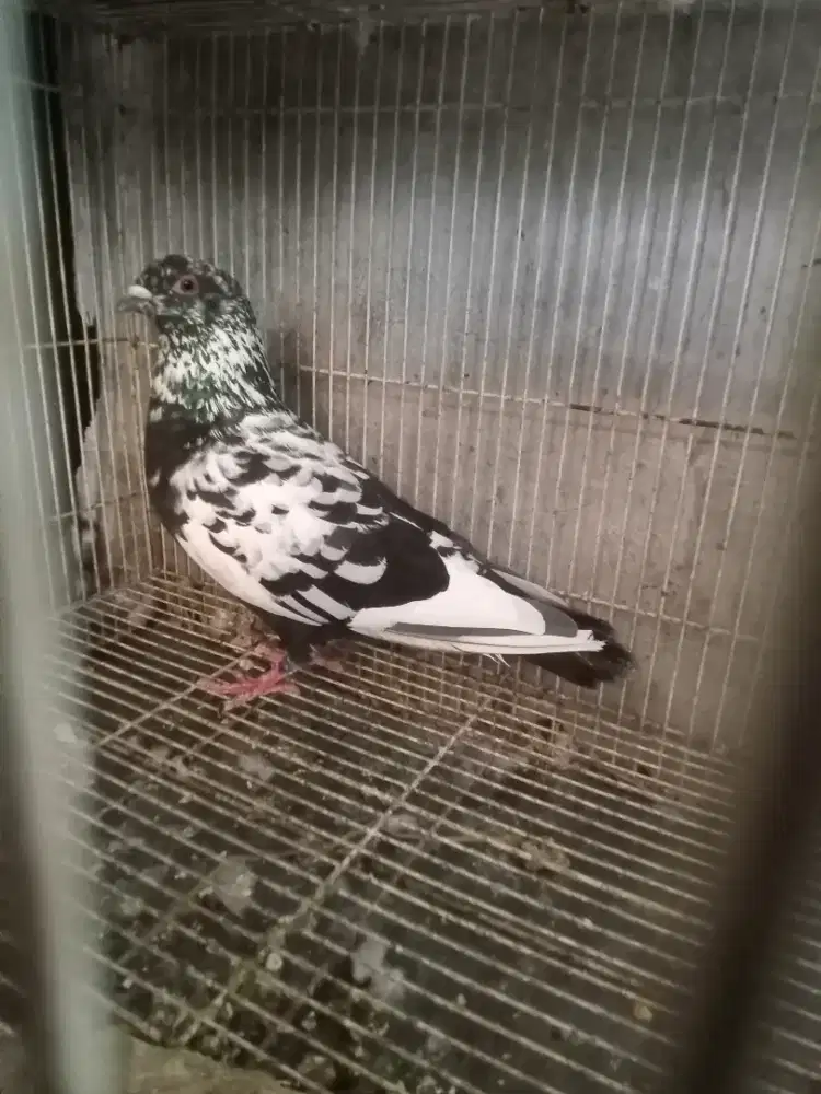 Merpati japos jantan