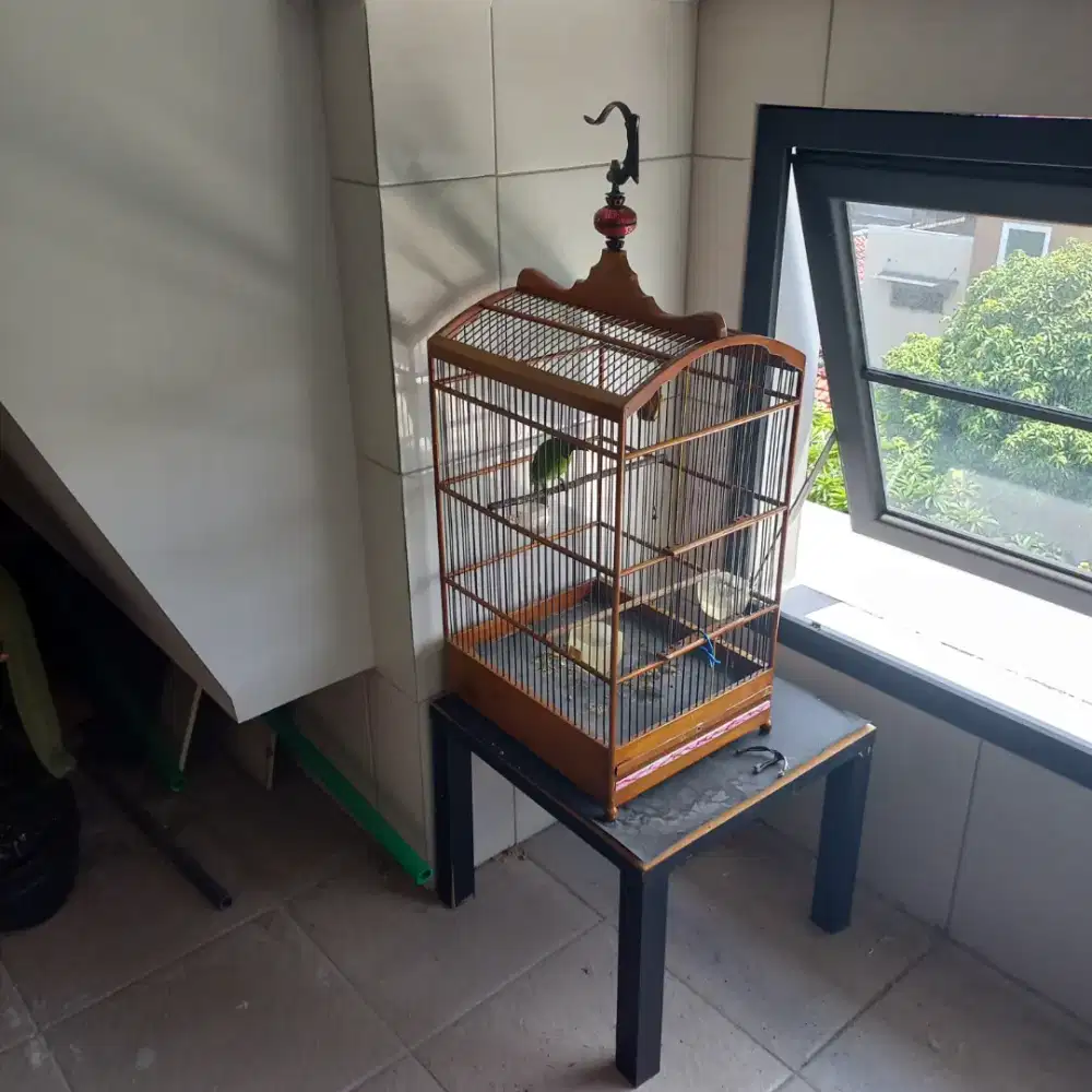 Kandang burung ¡jò berisik