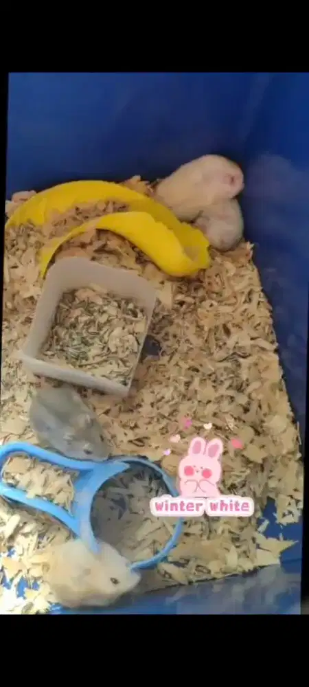 hamster winter white