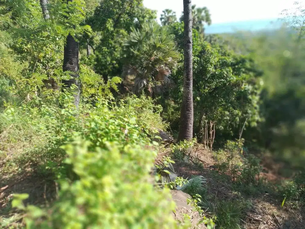 Di jual tanah di tejakula