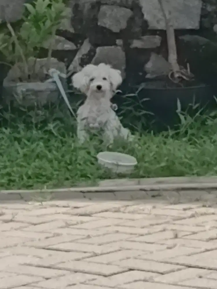 Poodle Putih jantan