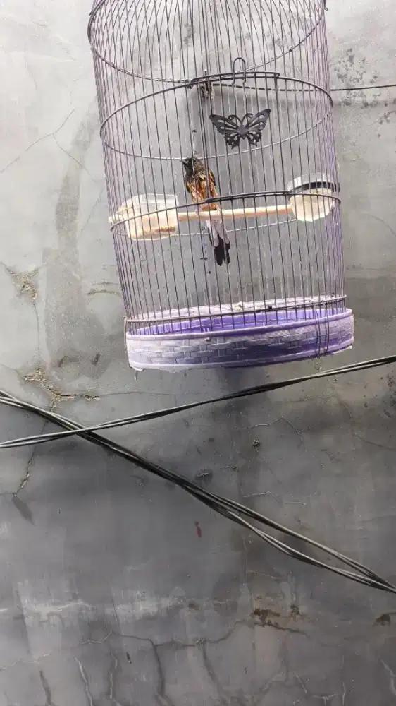 Murai betina ekor mayan ,burung mapan