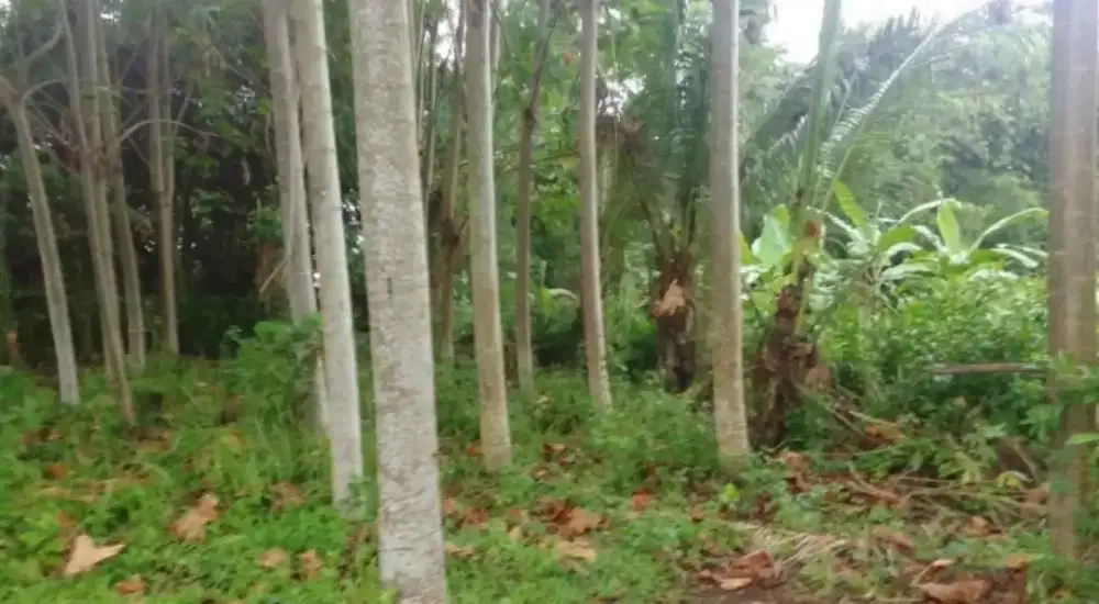 Dijual Tanah Murah SHM (lokasi strategis)