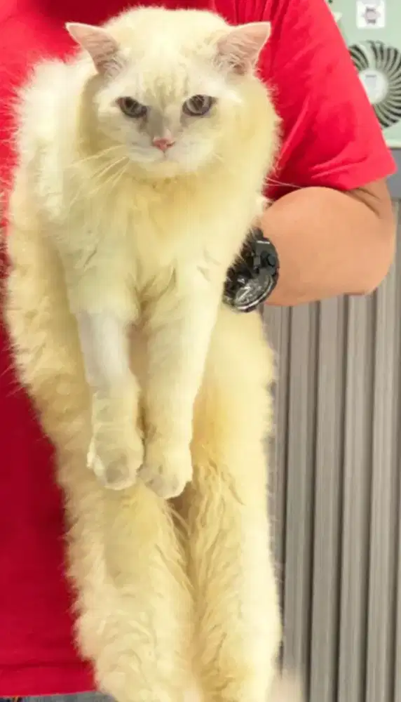 Kucing persia jual cepat