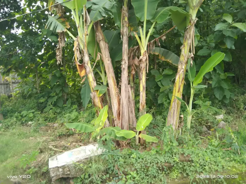 Di jual tanah atau kebun