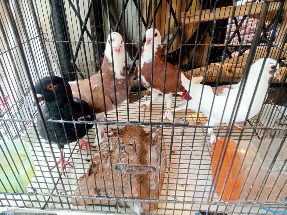 Merpati remaja blantong