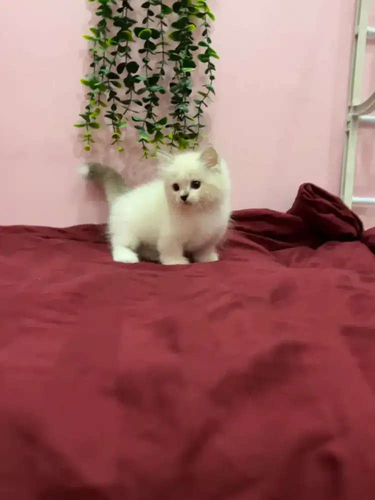 Munchkin Ragdoll Jantan